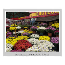 Chrysanthemums at the Le Marché de l'Ouest posters by joelor Chrysanthemums at the Le Marché de l'Ouest posters