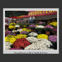 Chrysanthemums at the Le Marché de l'Ouest posters