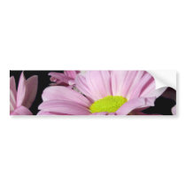 Chrysanthemums bumper stickers