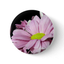 Chrysanthemums buttons