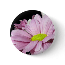Chrysanthemums buttons