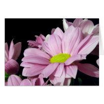 Chrysanthemums cards