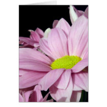 Chrysanthemums cards