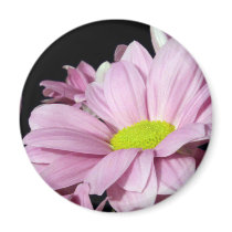 Chrysanthemums magnets