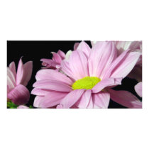 Chrysanthemums photo cards