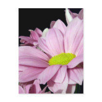 Chrysanthemums postcards