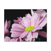 Chrysanthemums postcards