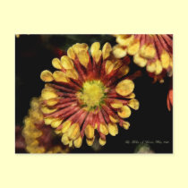 Chrysanthemums Postcard postcards
