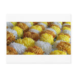 Chrysanthemums postcards