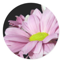 Chrysanthemums stickers