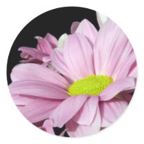 Chrysanthemums stickers