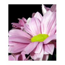 Chrysanthemums t-shirts