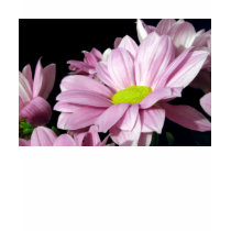 Chrysanthemums t-shirts