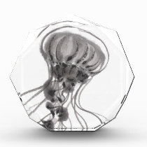 Chrysaora Jellyfish Ink Painting awards