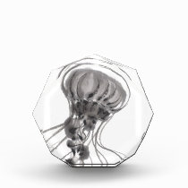 Chrysaora Jellyfish Ink Painting awards