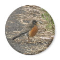 Chubby Bird Magnet by dawnlopez331 Chubby Bird Magnet
