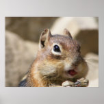 Chubby Chipmunk posters