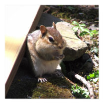 Chubby Chipmunk posters