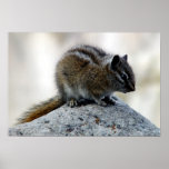 Chubby Chipmunk Print