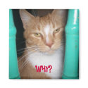 ChubbyCubby asks ... WHY? magnets