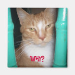 ChubbyCubby asks ... WHY? Refrigerator Magnets