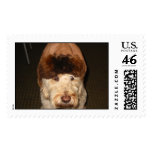 Chuck's beaver hat postage