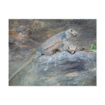 Chuckwalla Head Stand Postcard by buffaloworks Chuckwalla Head Stand Postcard