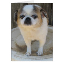 Chug Greeting Cards