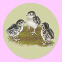 chukar partridge chicks