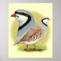 Chukar Partridge Combo Print