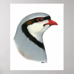 Chukar:  Partridge Head posters