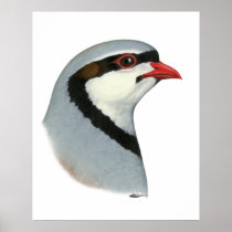 Chukar:  Partridge Head Print