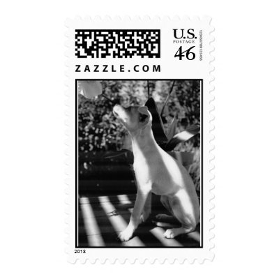 chula chihuahua stamp by julireyna