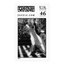 chula chihuahua postage by julireyna chula chihuahua postage