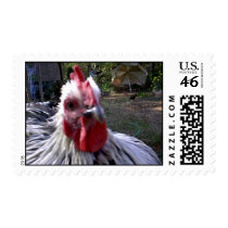 Chup-Chup, Buddy's pet rooster postage by eelkat Chup-Chup, Buddy's pet rooster postage