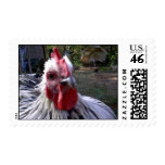 Chup-Chup, Buddy's pet rooster Postage Stamp