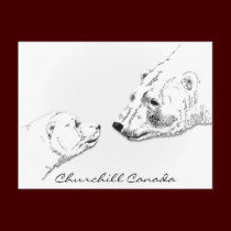 Churchill Canada Postcard Polar Bear Art Cards postcards
