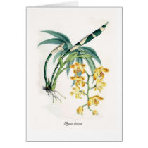 Chysis laevis cards