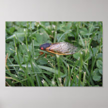 Cicada Flying In The Grass In Maryland, Columbia Poster