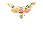 Cicada Ladies Top shirt
