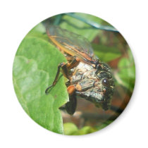 cicada fridge magnet