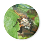 cicada magnets