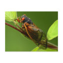 Cicada Postcard