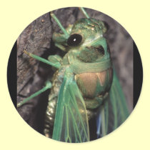 cicada stickers