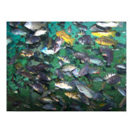 Cichlids, cichlids, and more cichlids! Fish fish! print