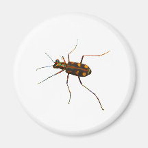 Cicindela beetle refrigerator magnets