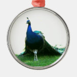 Cielo claro de la hierba azul del pavo real apenas ornamentos de navidad