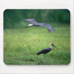 cigüeña Lanoso-necked, en vuelo Alfombrilla De Raton