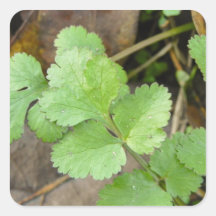 Cilantro Stickers