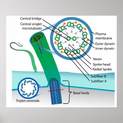 Cell Body Diagram